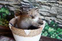 Ragdoll Kocurek Mink  czekoladowy rodowód międzynarodowy TICA.