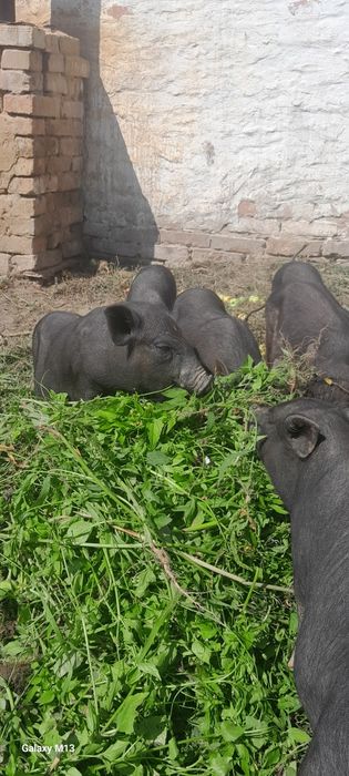 Вєтнамські поросята