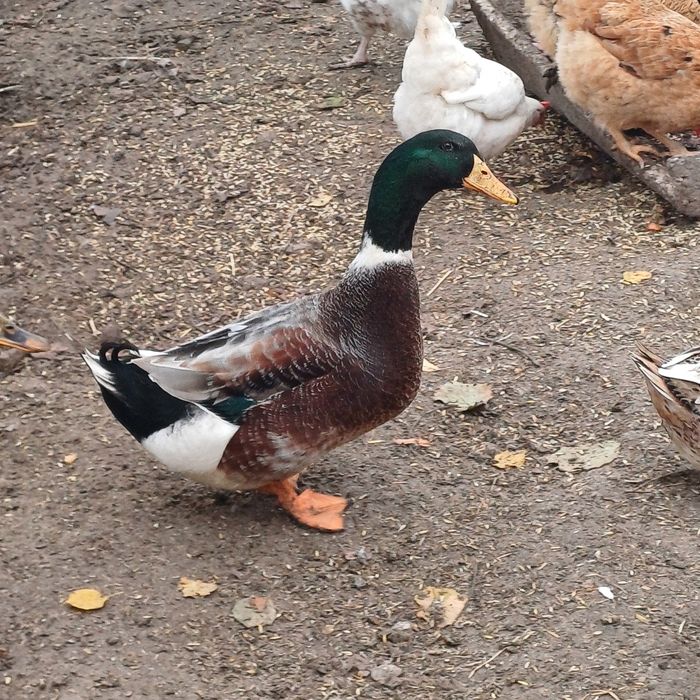 Kaczor staropolski francuskii