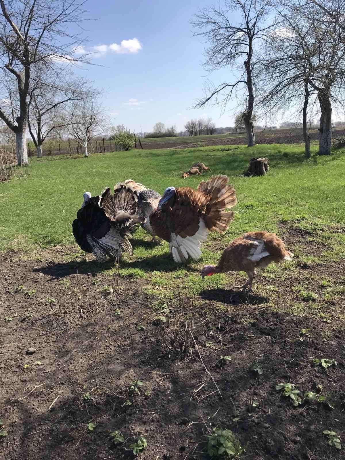 Індюки домашні Іванівка