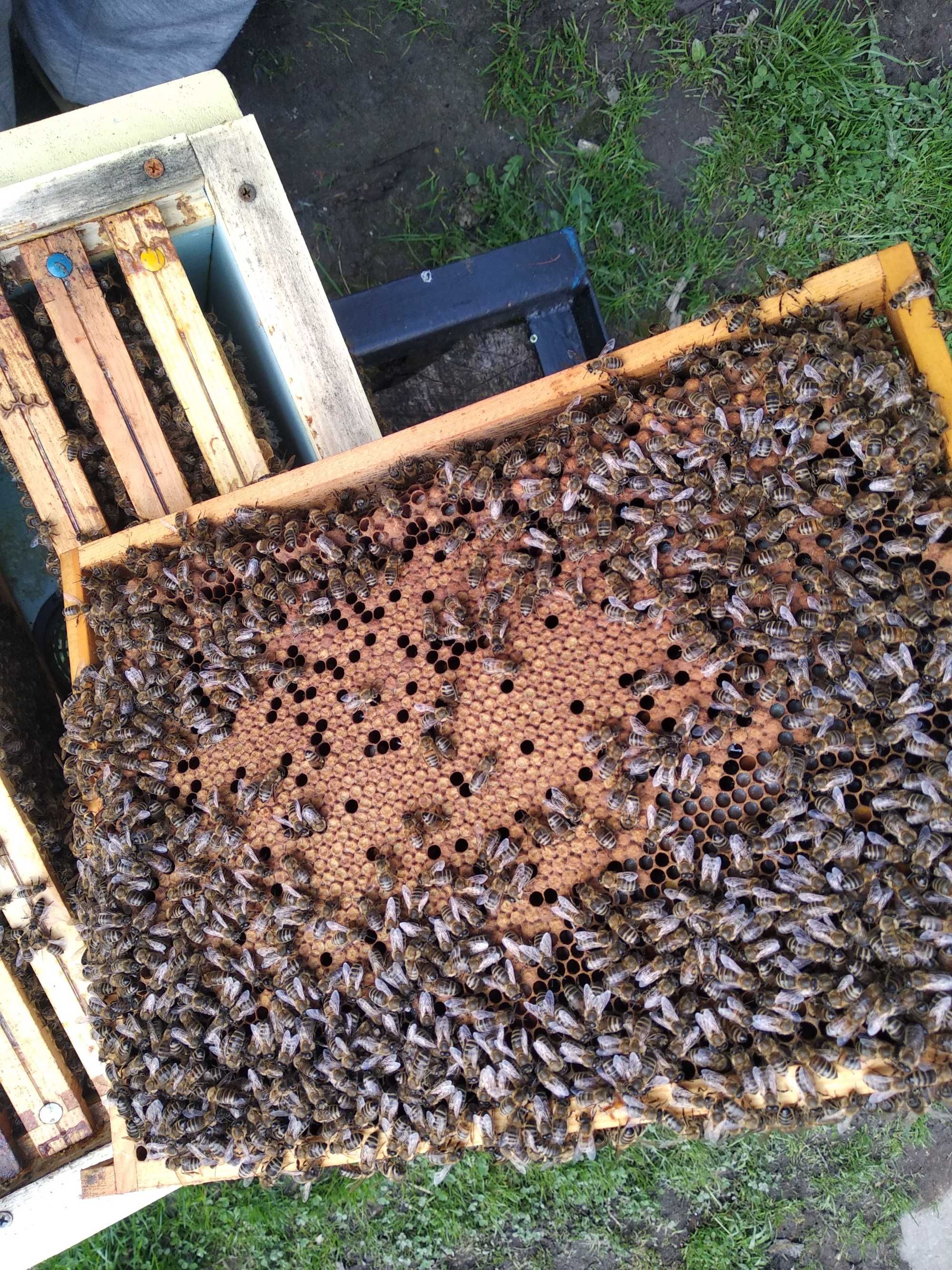 Pszczoły, rodziny, odkłady, matki pszczele, ramka wielkopolska