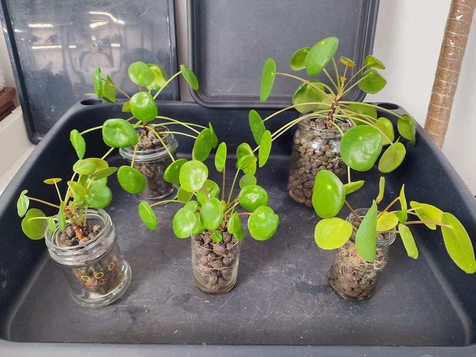 Pilea, Pieniążek sadzonki.