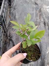 Borówka amerykańska sadzonki w doniczkach 10cm żywe rośliny