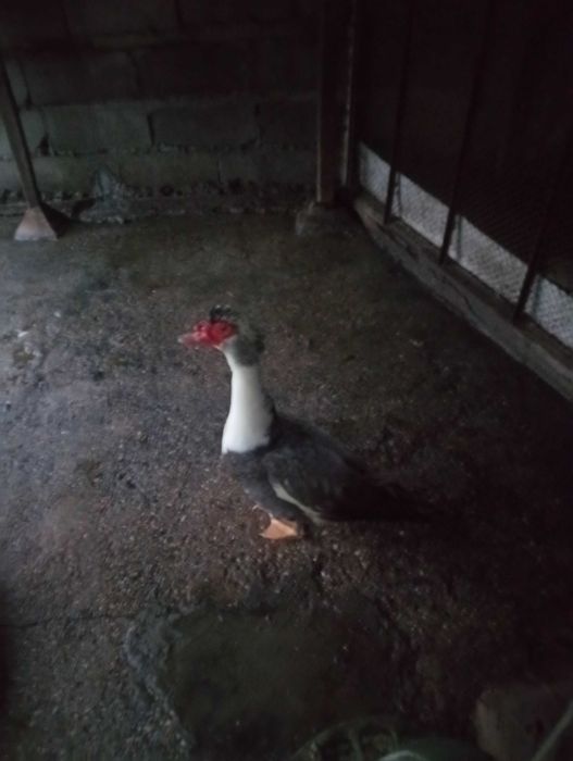 Patos mudos jovens para criar