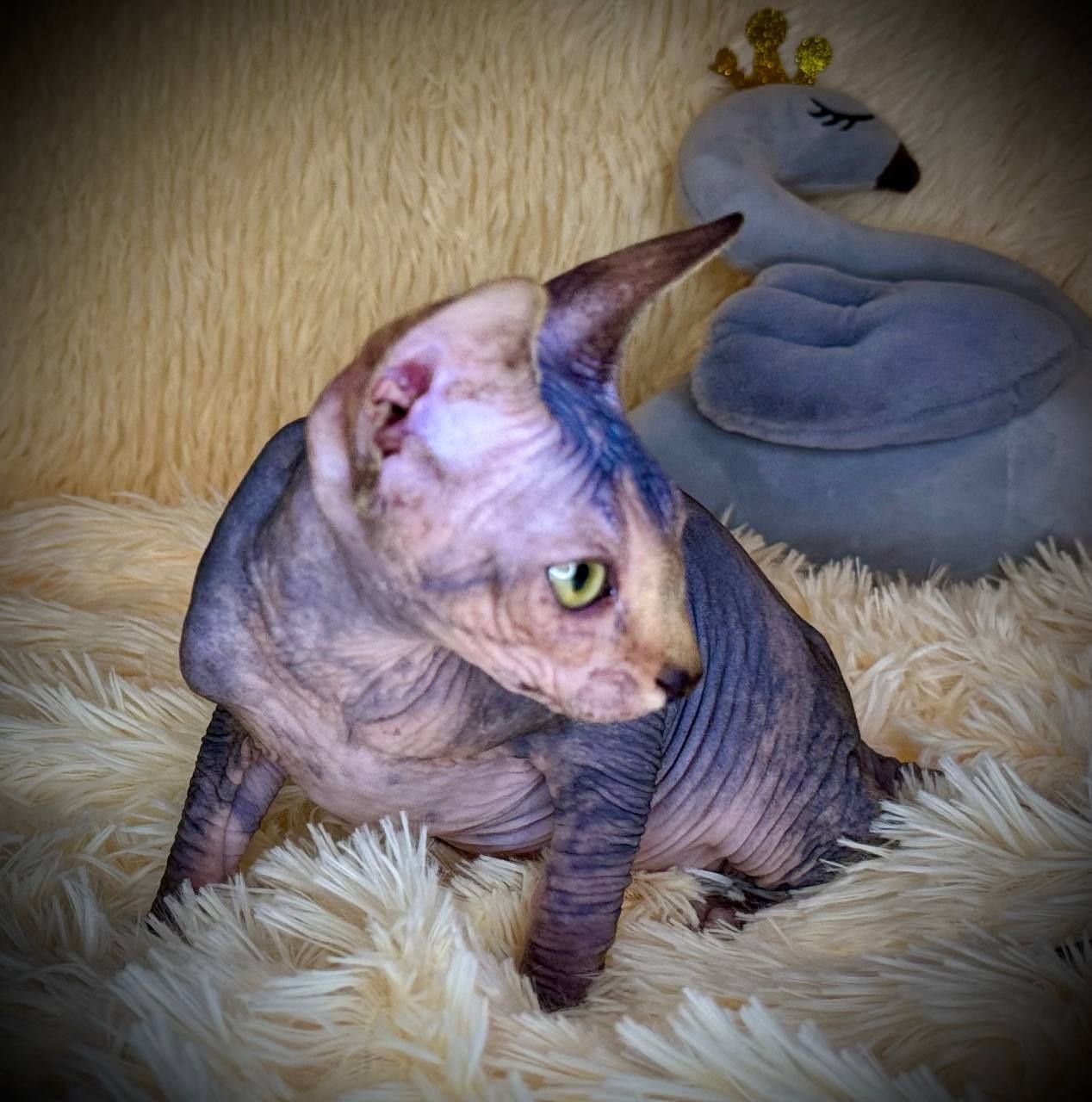 Кошечка сфинкс м.Одесса