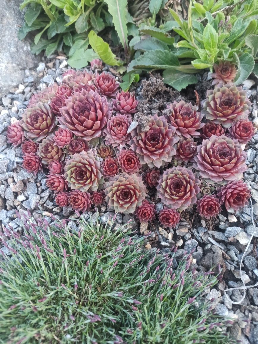 Молодило. Каменная роза. Sempervivum. Морозостойкий многолетник. Набор