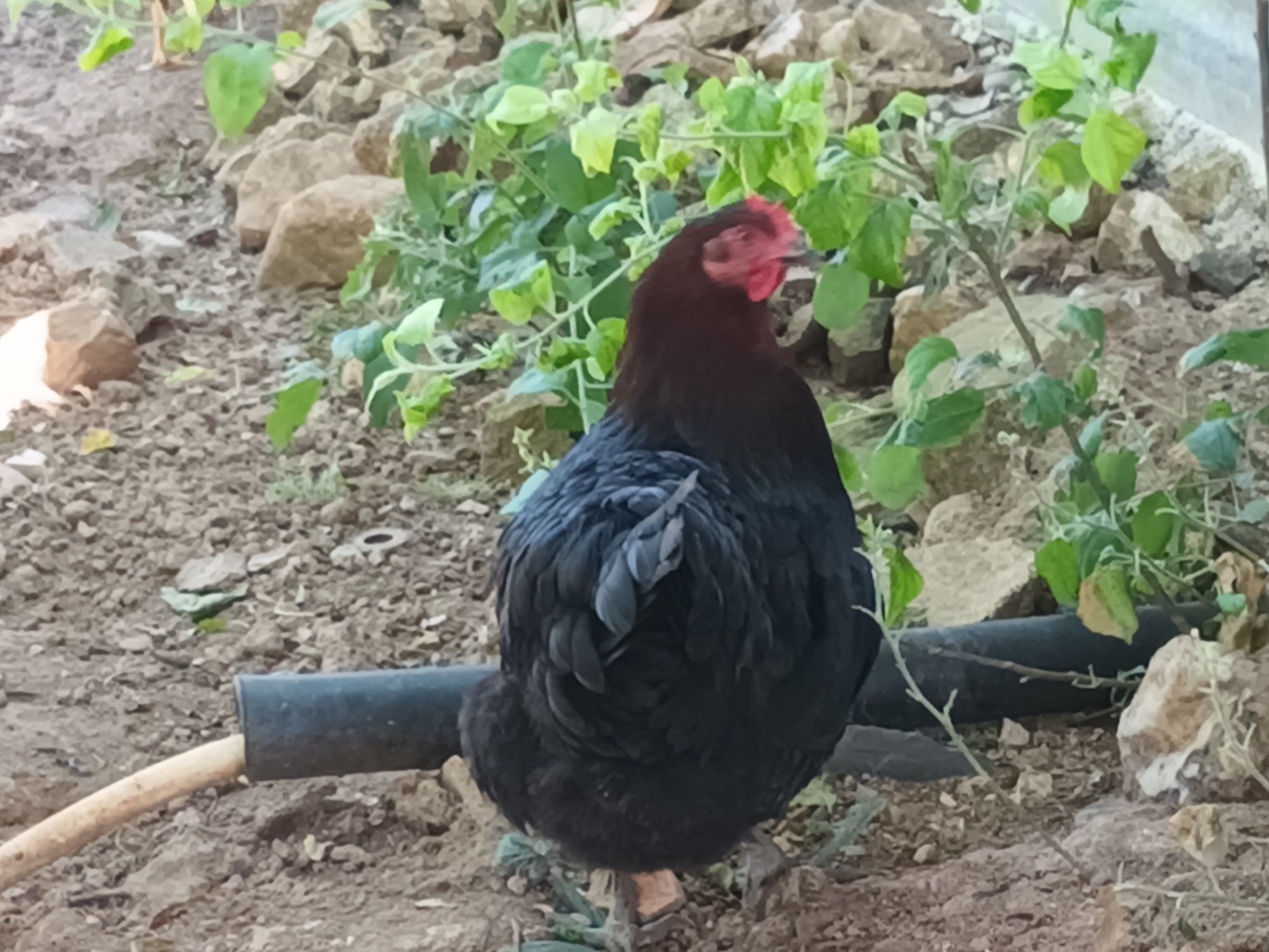 Vende se Perús/ galos/ galinhas etc