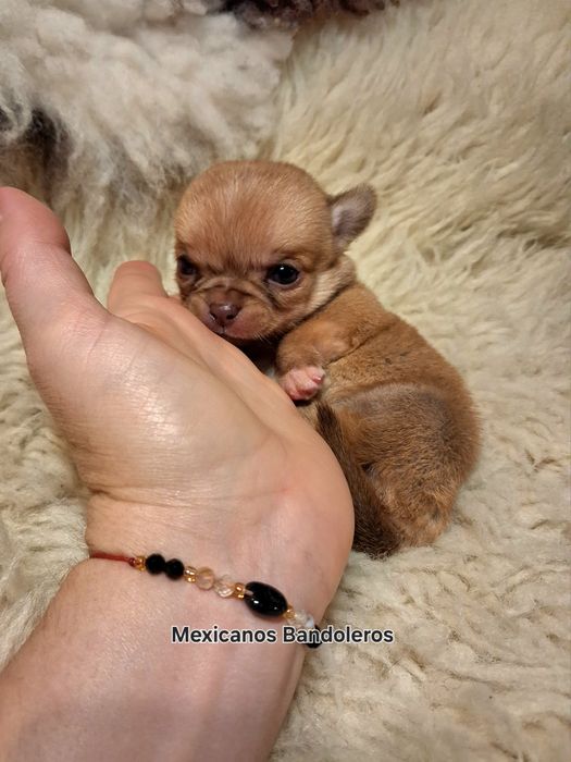 NAJPIĘKNIEJSZA MINI Królewna chihuahua. Cudna sunia !