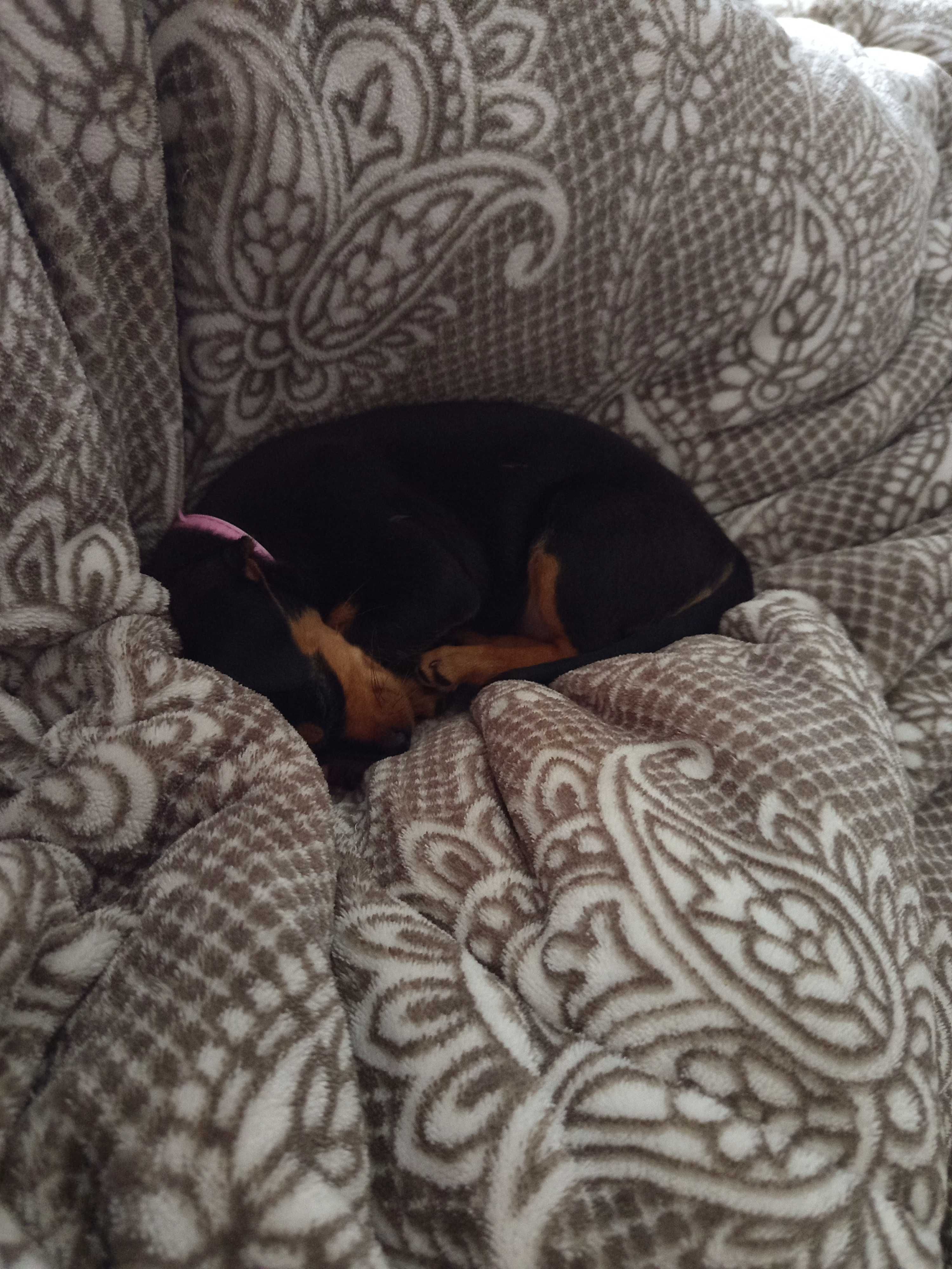 Menina pinscher bebé