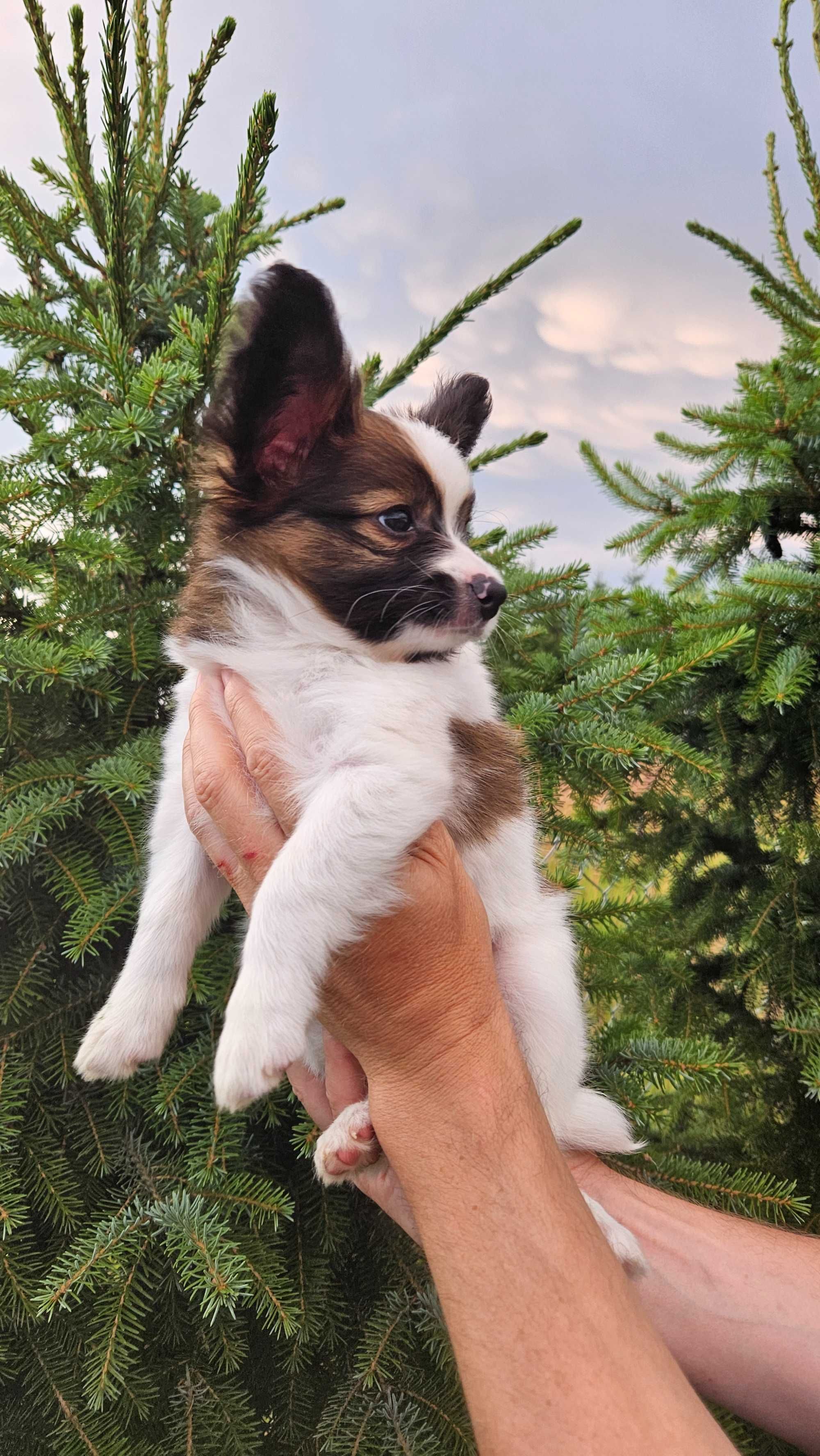 Papillon piesek FCI