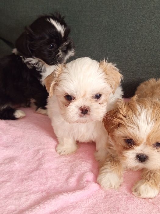 Śliczne dziewczynki shih tzu