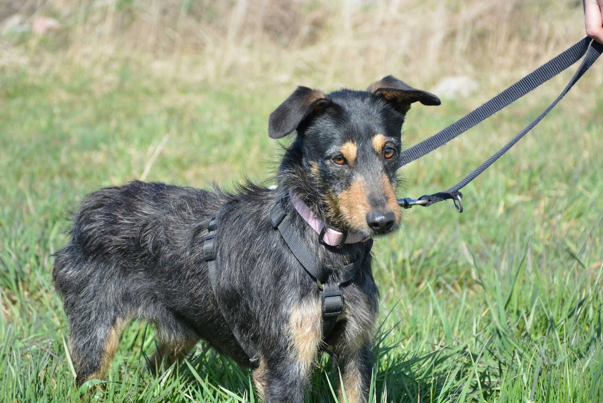 Flip - spokojny i łagodny młody psiak do adopcji.