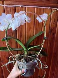 Орхидея Фаленопсис Біла