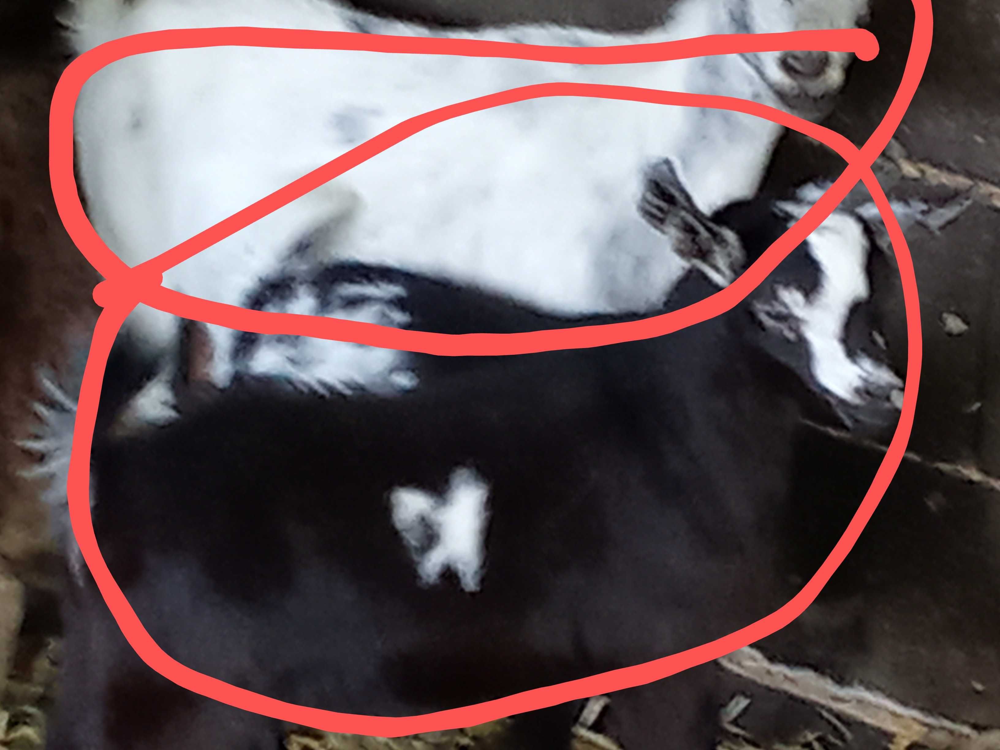 Casal de cabras (mãe e filho)