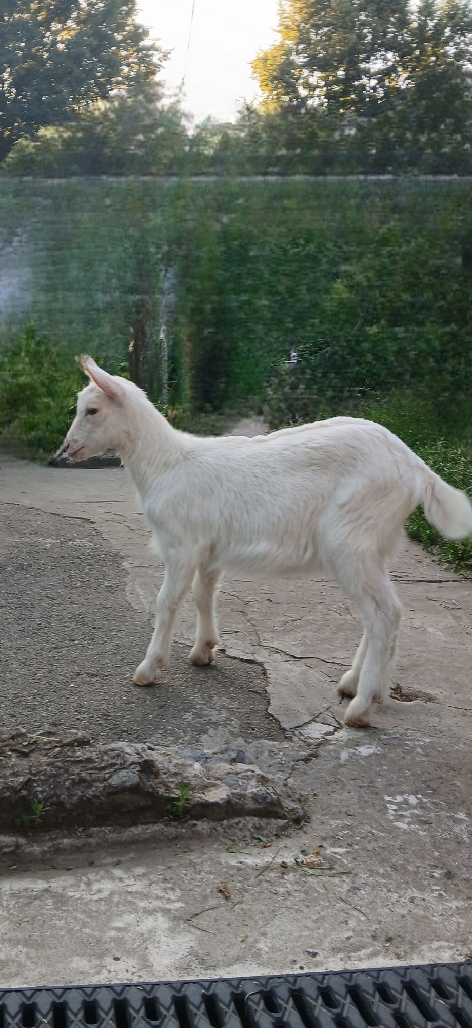 Продається козення