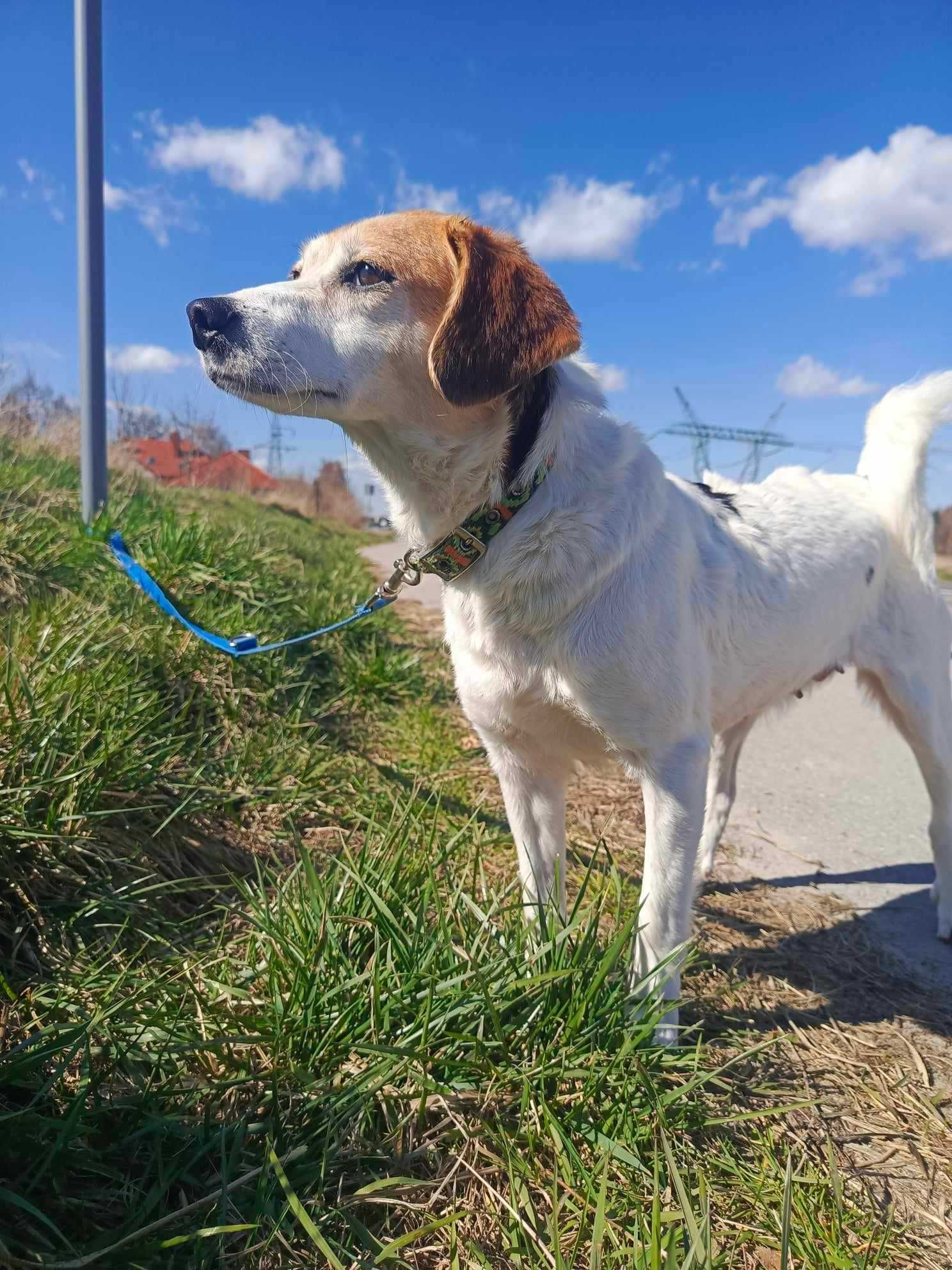 Urocza sunia do adopcji.