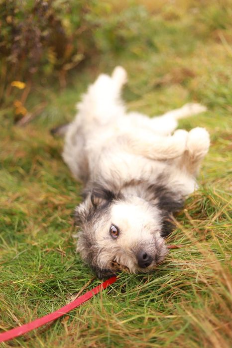 Wesoły i towarzyski pies szuka nowego domku