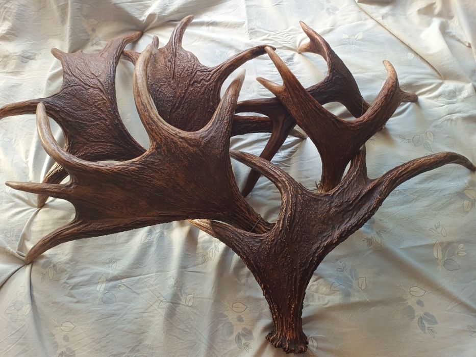 Poroże zrzuty łosia 6 sztuk ok. 13kg