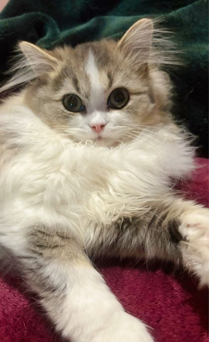 Ignacy zwany Krówciem  kocurek szkocki prostouchy PZF