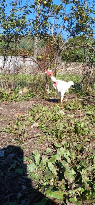Pintos Índios Gigantes, Pais nas fotos sao puros