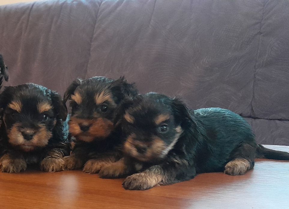 Szczeniaki york szukają domku.