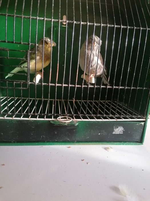 C  A  N  A  R  I  O  S