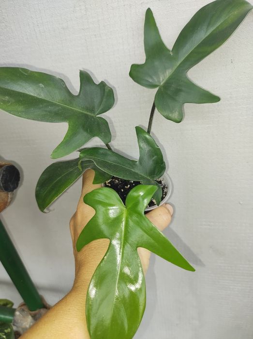 Філодендрон радіатум ред андерсон гігантеум сіам санрайз