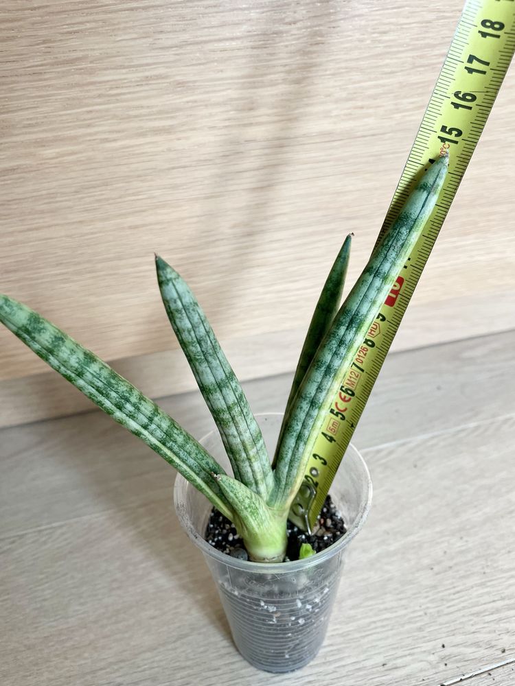 Sansevieria Boncel variegated z młodym sansewieria
