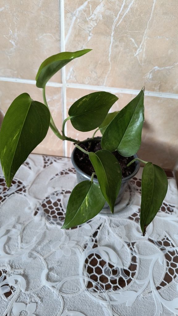Сциндапсус золотистий