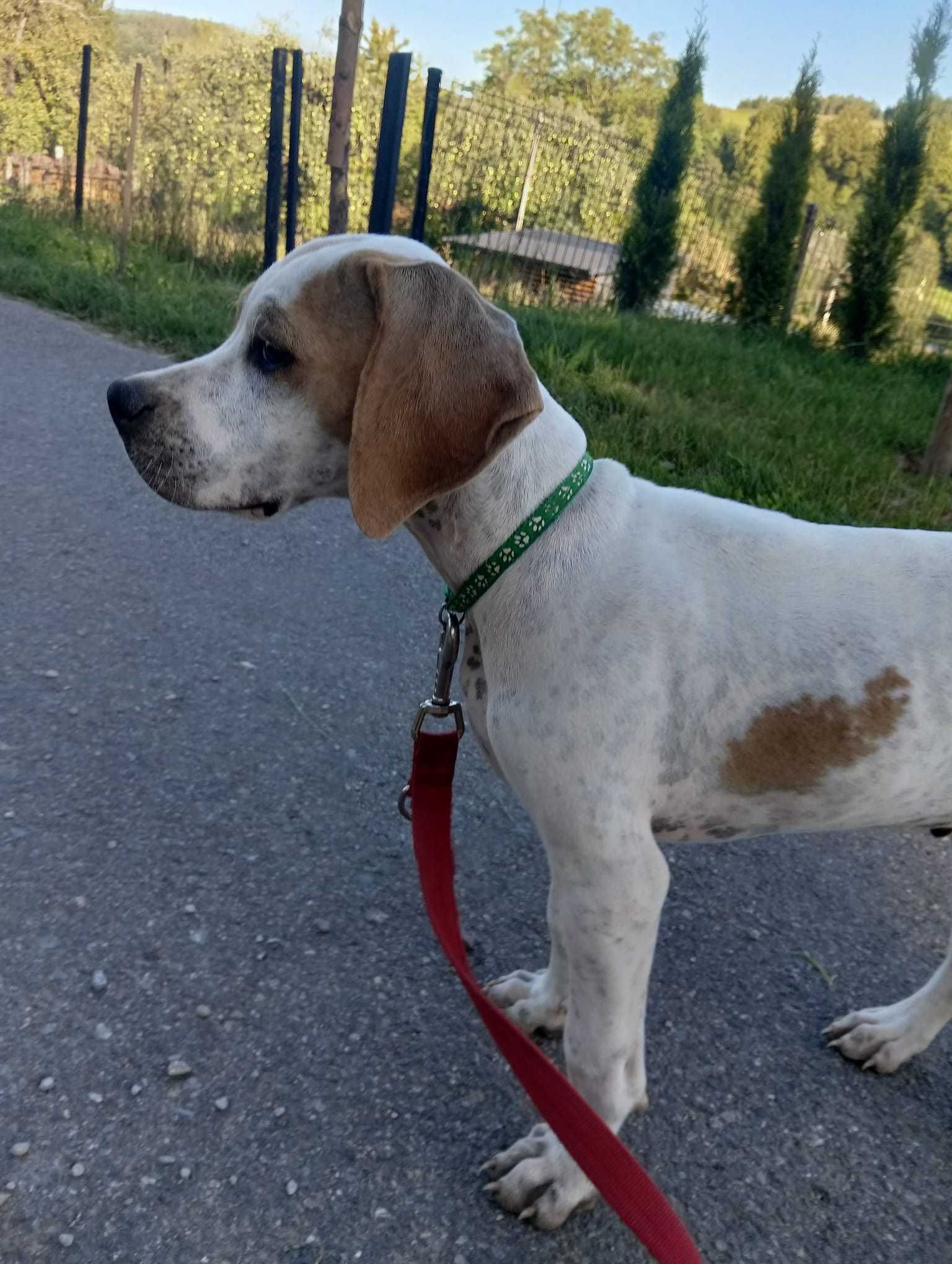 Pointer- wyżeł angielski FCI