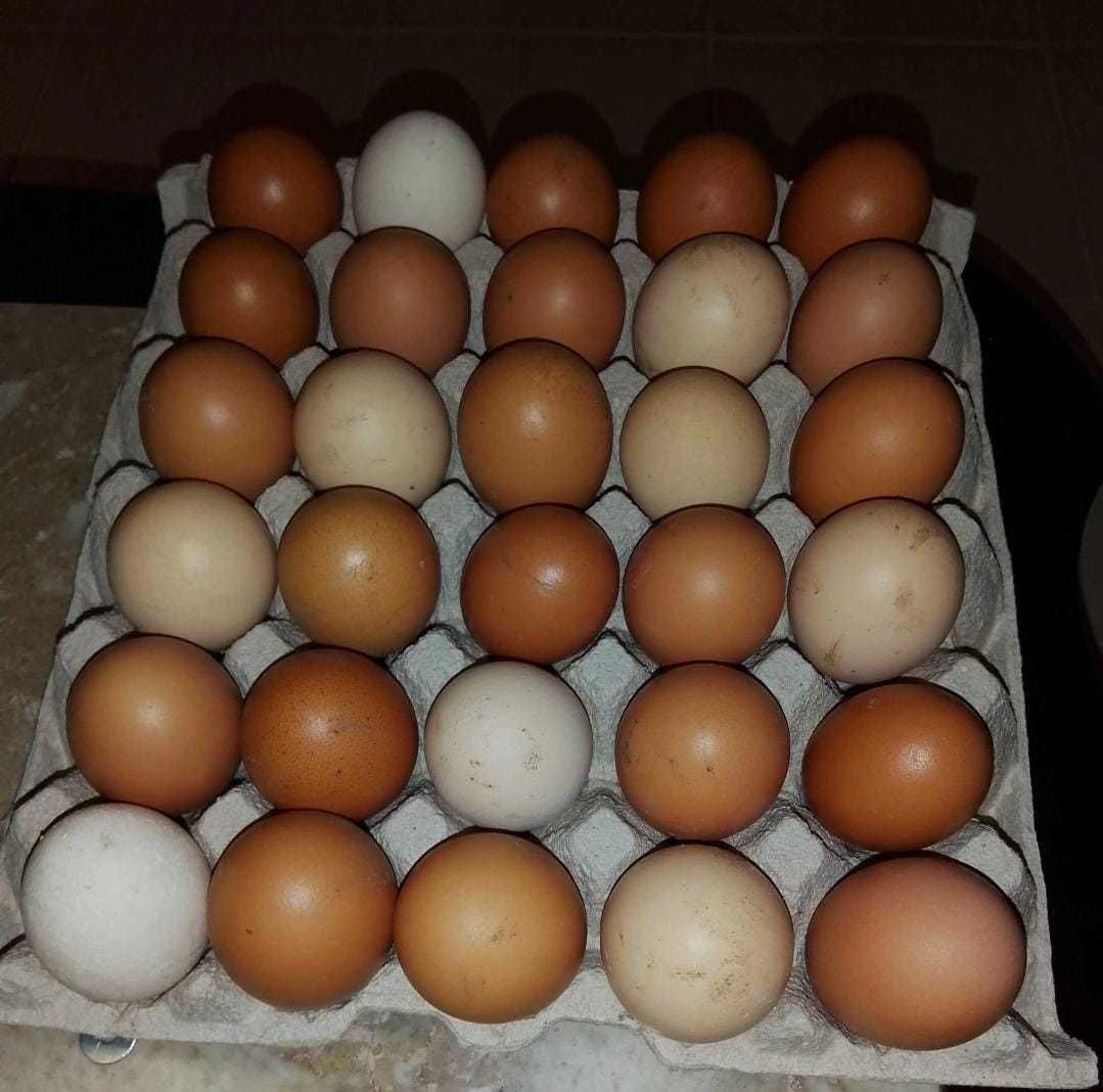 Vendo Ovos caseiros