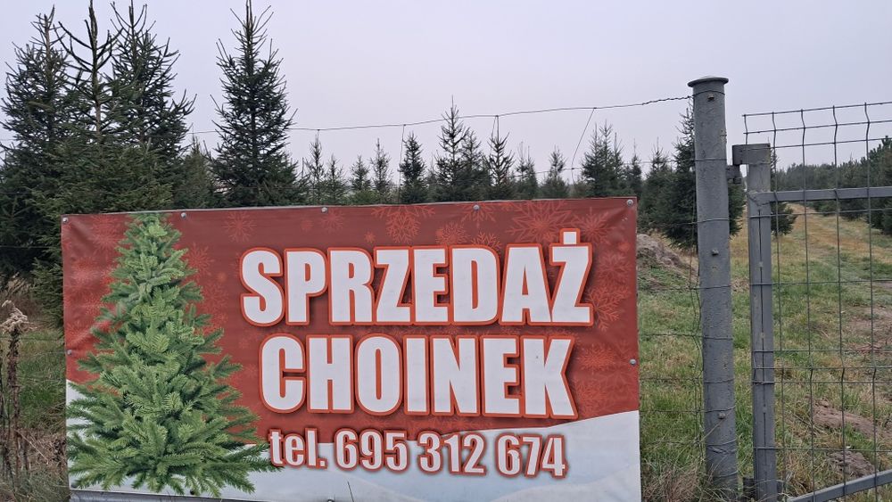 Choinki Bożonarodzeniowe - przyjdz sam wybierz