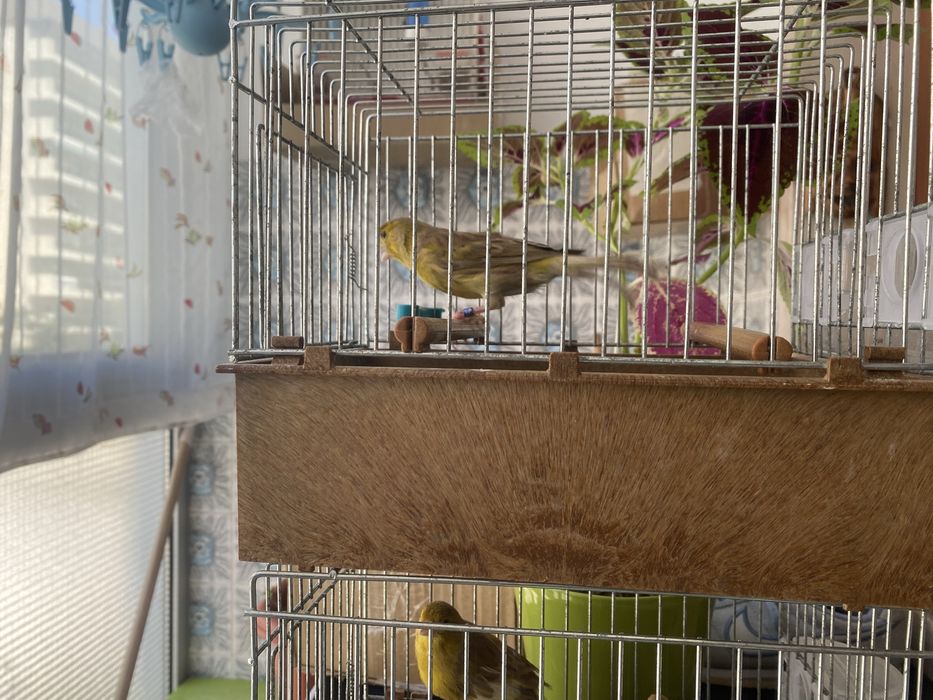 Canarios timbrados espanhol