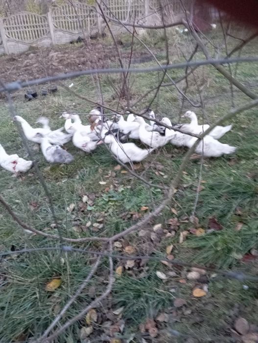 Kaczki francuskie piżmowe gęsiory kubańskie