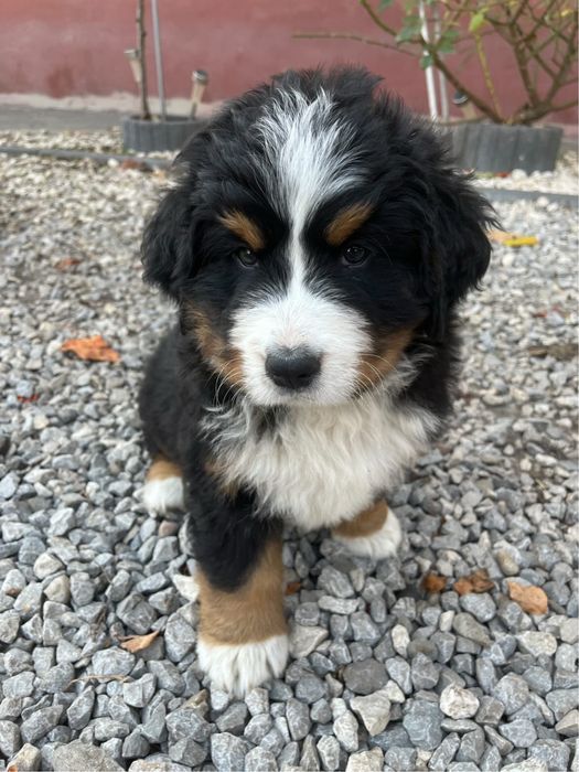 Bernenski pies pasterski Bąbel