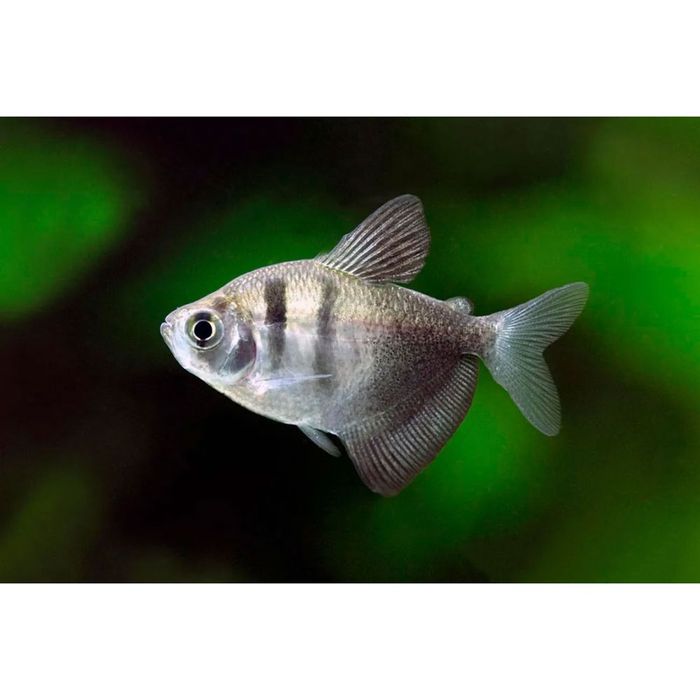 Viúva-negra/Tetra-preto