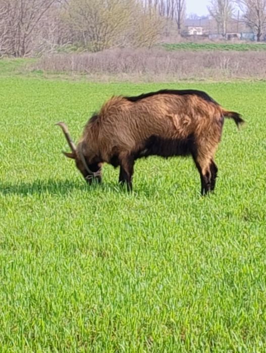 Продам  Альпийца 3 года