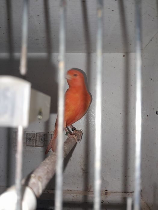 Kanarek czerwony 2025