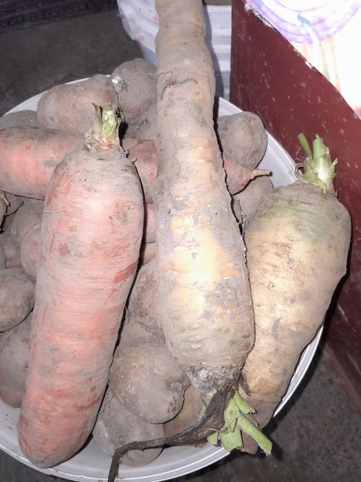 Домашній  Буряки, Морква