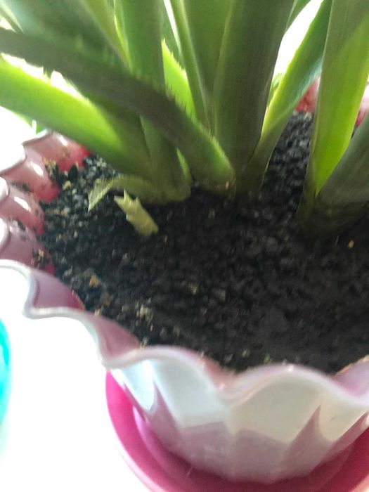 Кімнатна квітка Більбергія