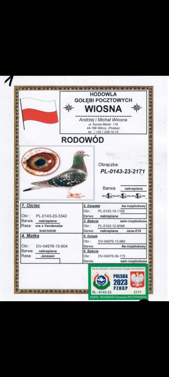 Gołębie Pocztowe A i M Wiosna Orginały z Rodowodem
