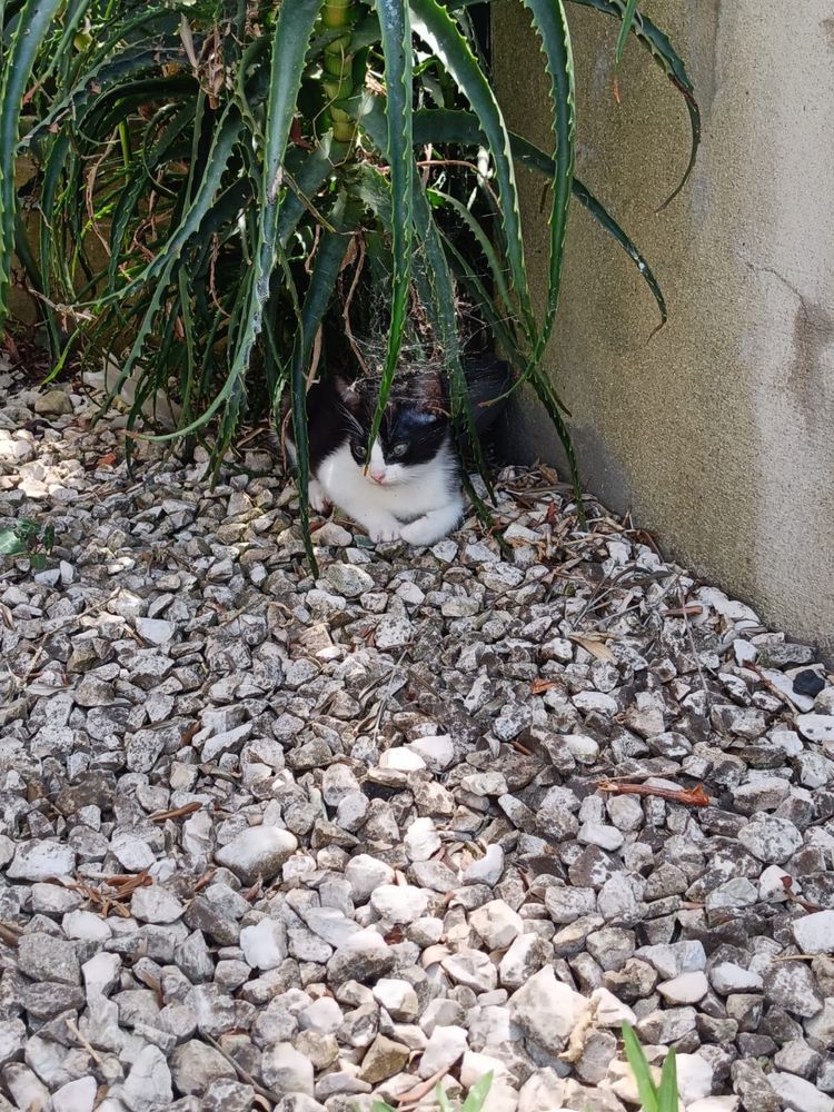 Gatinhos para Adoção