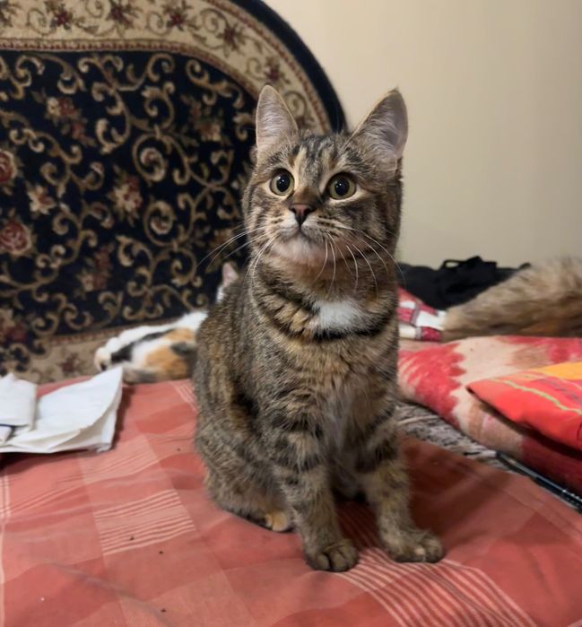 Кошечка, 4 мес, ищет дом! Котята, котенок отдам