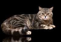 Вязка Шотландского прямоухого кота