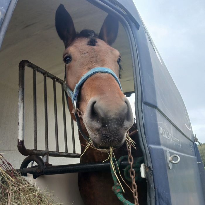 Sprzedam klacz zimnokrwista-sztumską