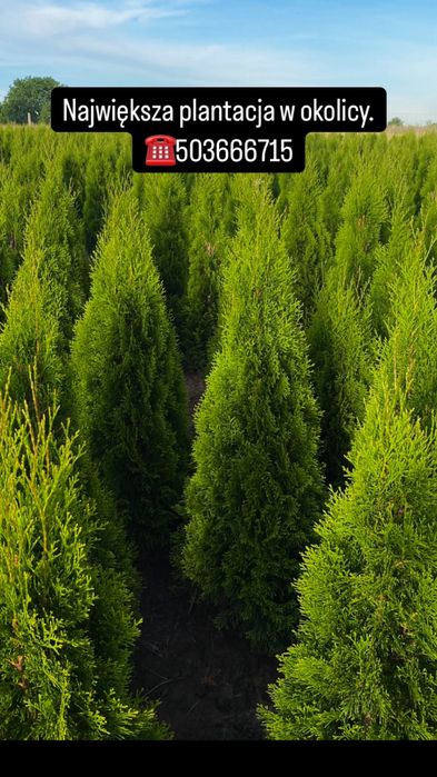 Tuja Szmaragd 140-150cm DOSTAWA ‼️ PRODUCENT (100/110/120/130/160)