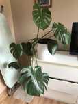 Piękna Monstera.