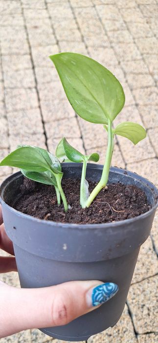 Monstera standleyana variegata philodendron cobra