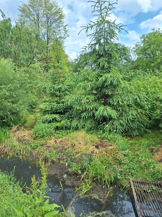 Живі ялинки 4,5,6,7,8м