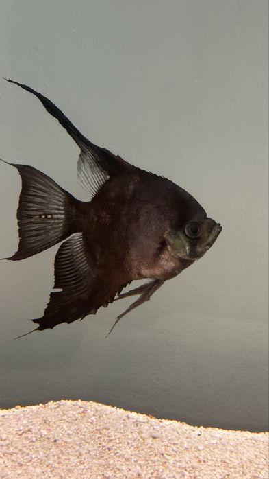 Peixe escalar Preto